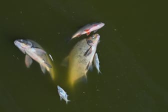 Polen: Erneut tote Fische in der Oder gefunden