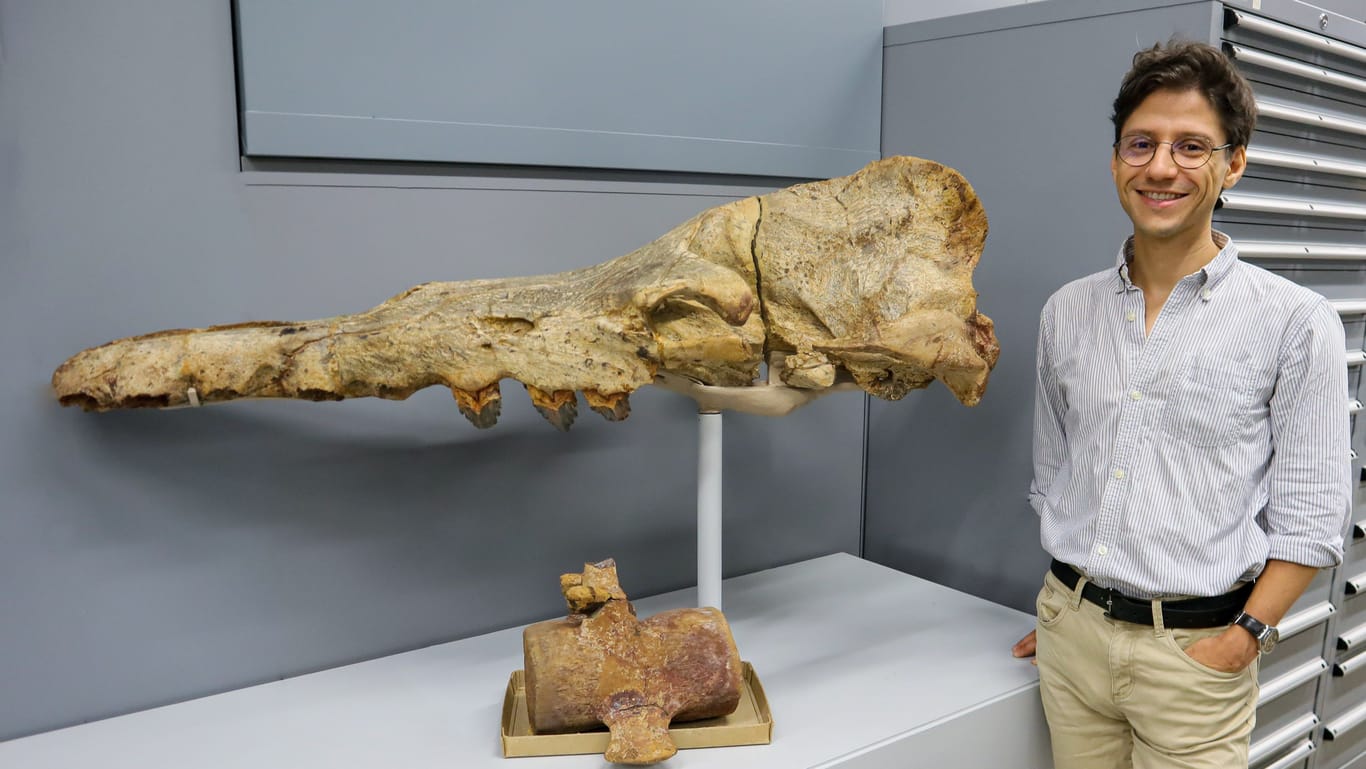 Der Stuttgarter Paläontologe Eli Amson (34) und sein Team mussten Fragmente des Walskeletts von Peru aus nach Deutschland bringen, um sie eingehend zu untersuchen.