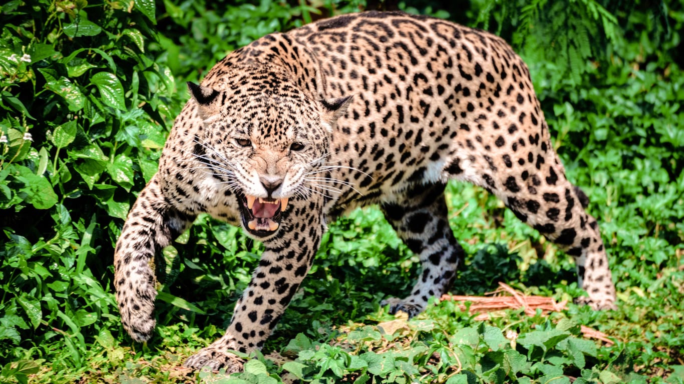 Ein Jaguar in Brasilien (Archivbild): Eine Raubkatze griff drei Camper an.