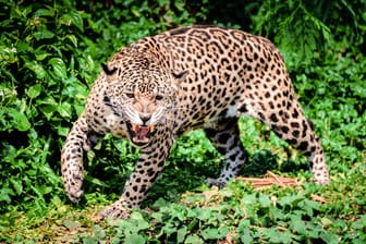 Ein Jaguar in Brasilien (Archivbild): Eine Raubkatze griff drei Camper an.