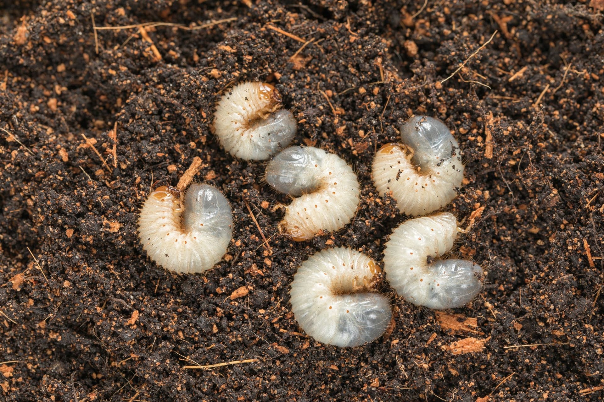 Rosenkäfer-Larven sind in der Regel harmlos und schaden Ihren Pflanzen nicht.