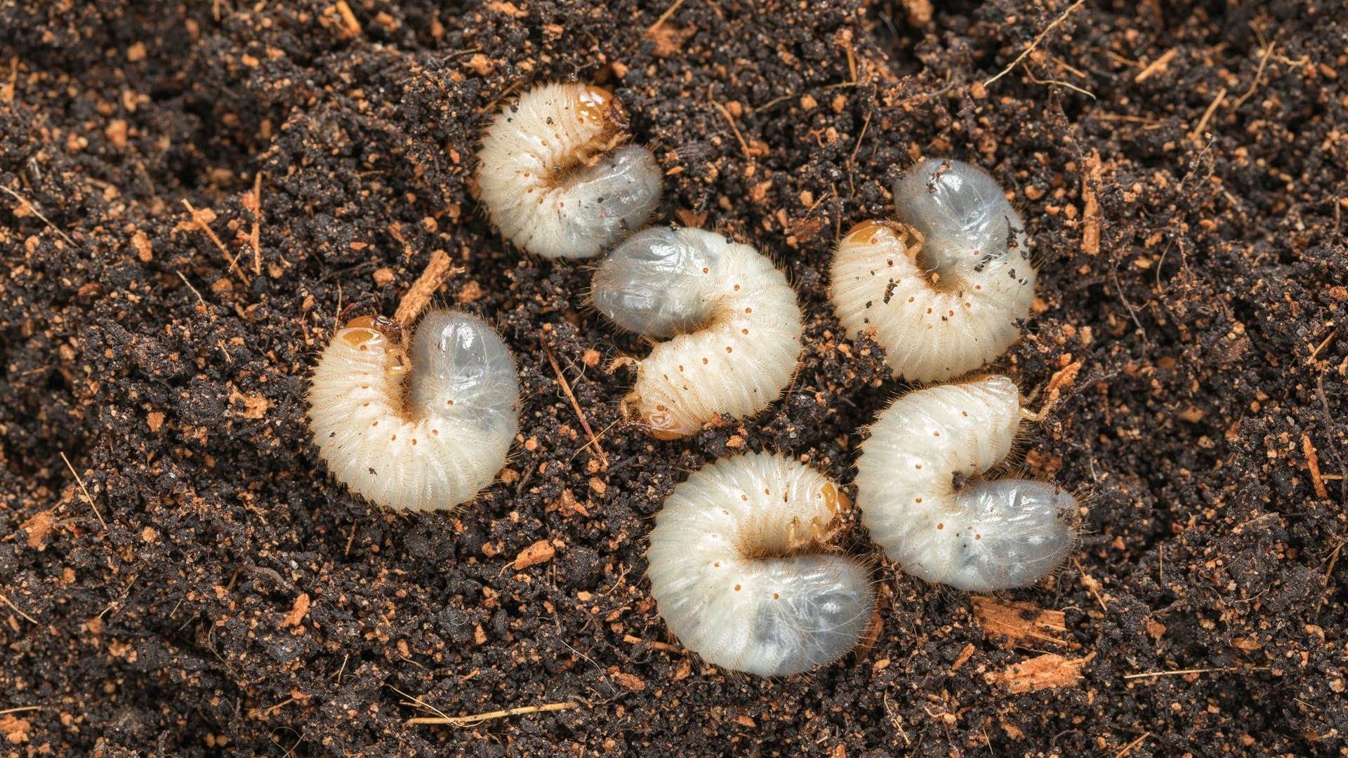 Rosenkäfer-Larven sind in der Regel harmlos und schaden Ihren Pflanzen nicht.