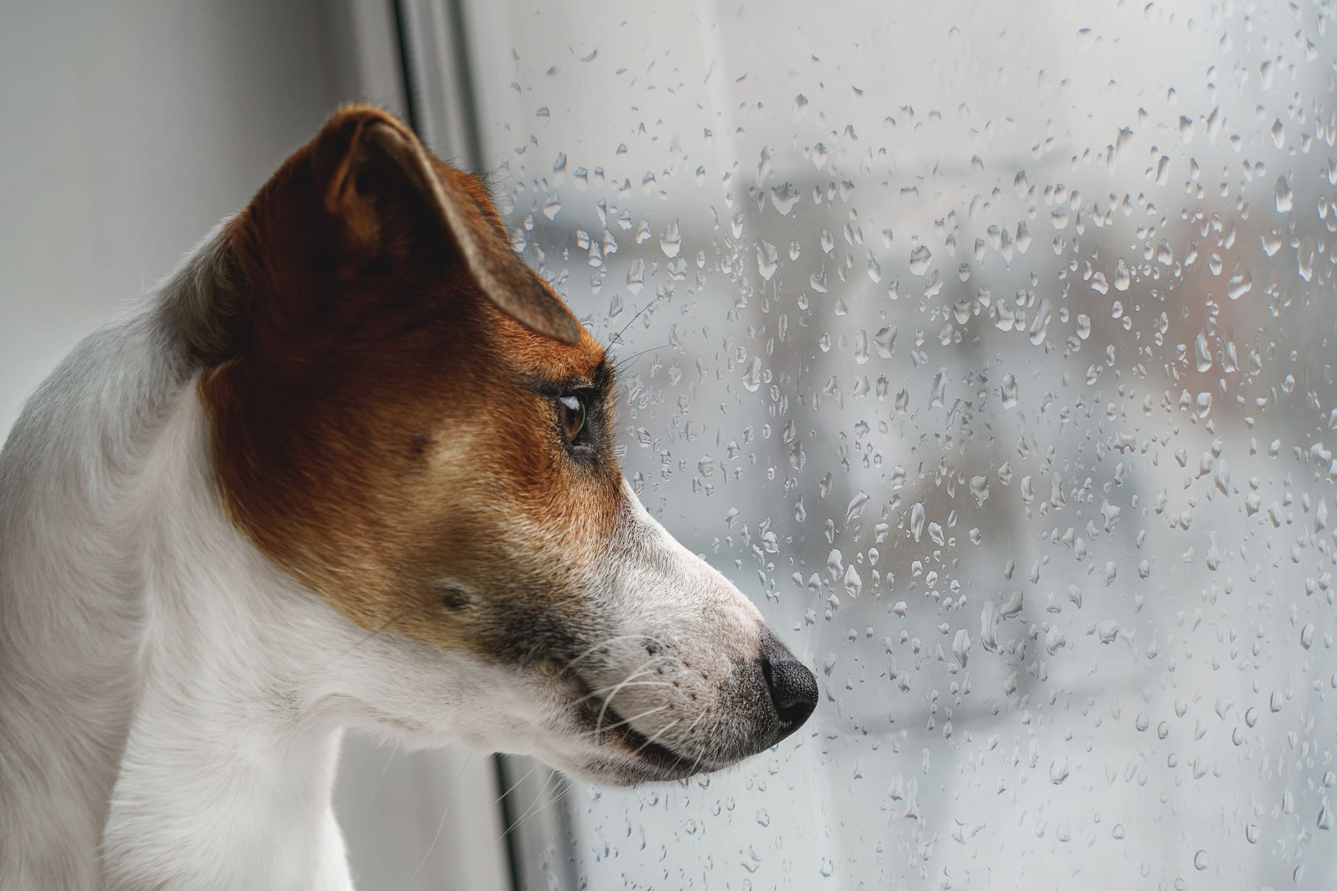 dog is lying on the window and waiting for the owner.