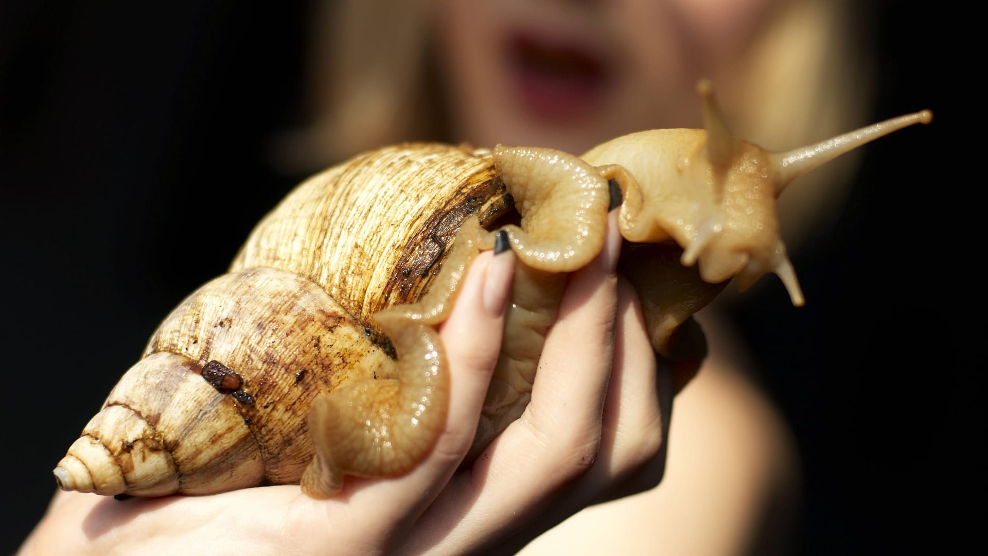 Eine Frau mit einer Achatschnecke in der Hand (Symbolbild): Mehr als 5.000 Weichtiere hält eine Münchner Influencerin in ihrem selbsternannten "Schneckentempel".