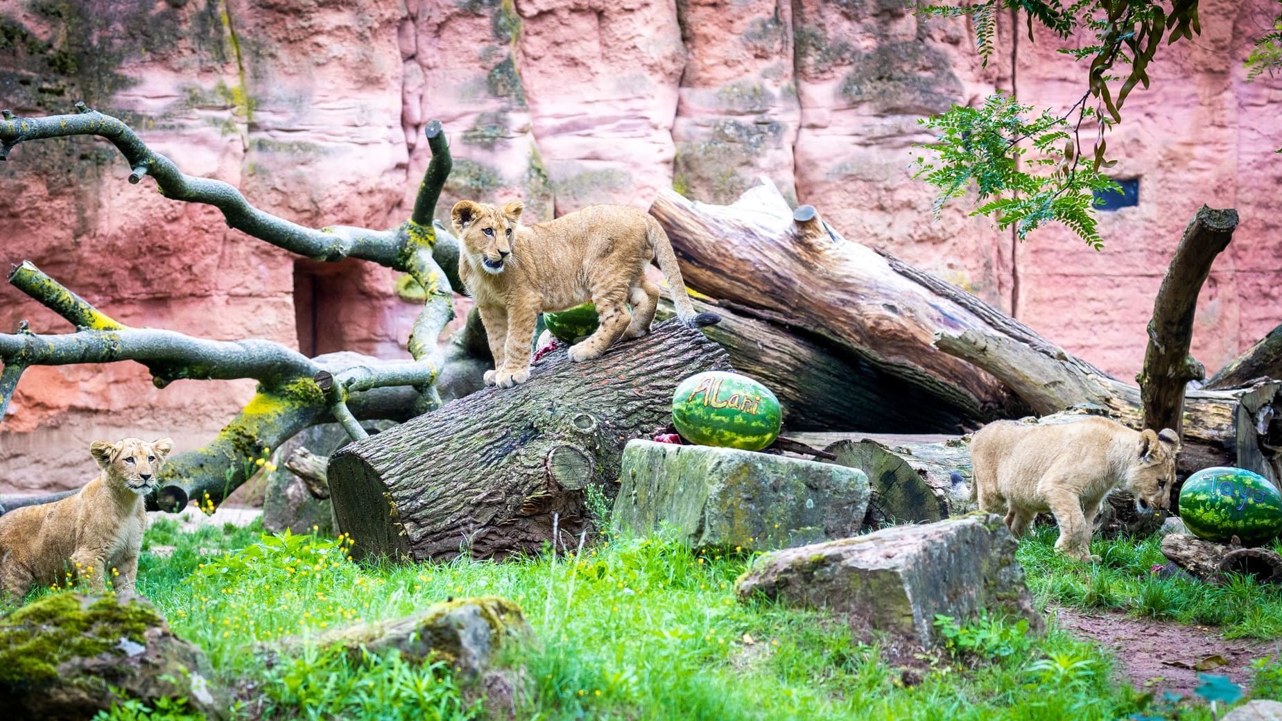 Berberlöwen-Jungtiere im Zoo Hannover bekommen Namen