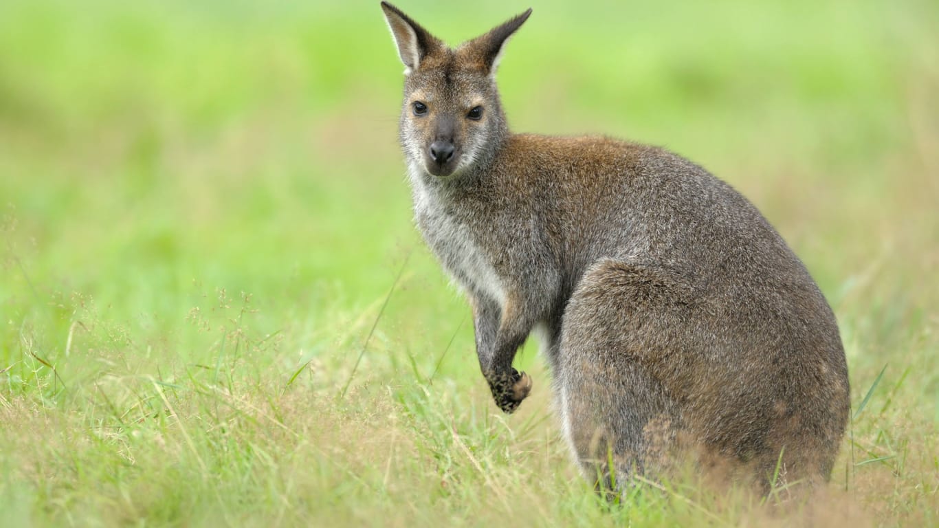 Ein Rotnacken-Wallaby sitzt auf einer Wiese (Symbolbild):