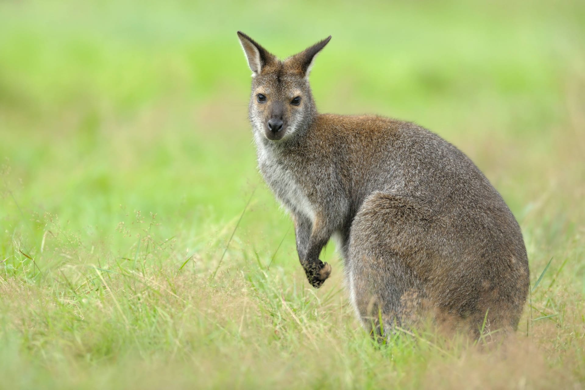 Ein Rotnacken-Wallaby sitzt auf einer Wiese (Symbolbild):