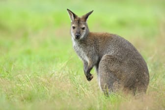 Ein Rotnacken-Wallaby sitzt auf einer Wiese (Symbolbild):