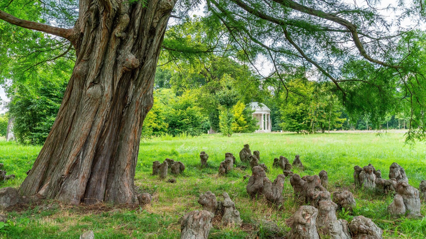 Sumpfzypresse im Park Sanssouci (Symbolbild): Mehreren alten Baumriesen geht es dort nicht gut.