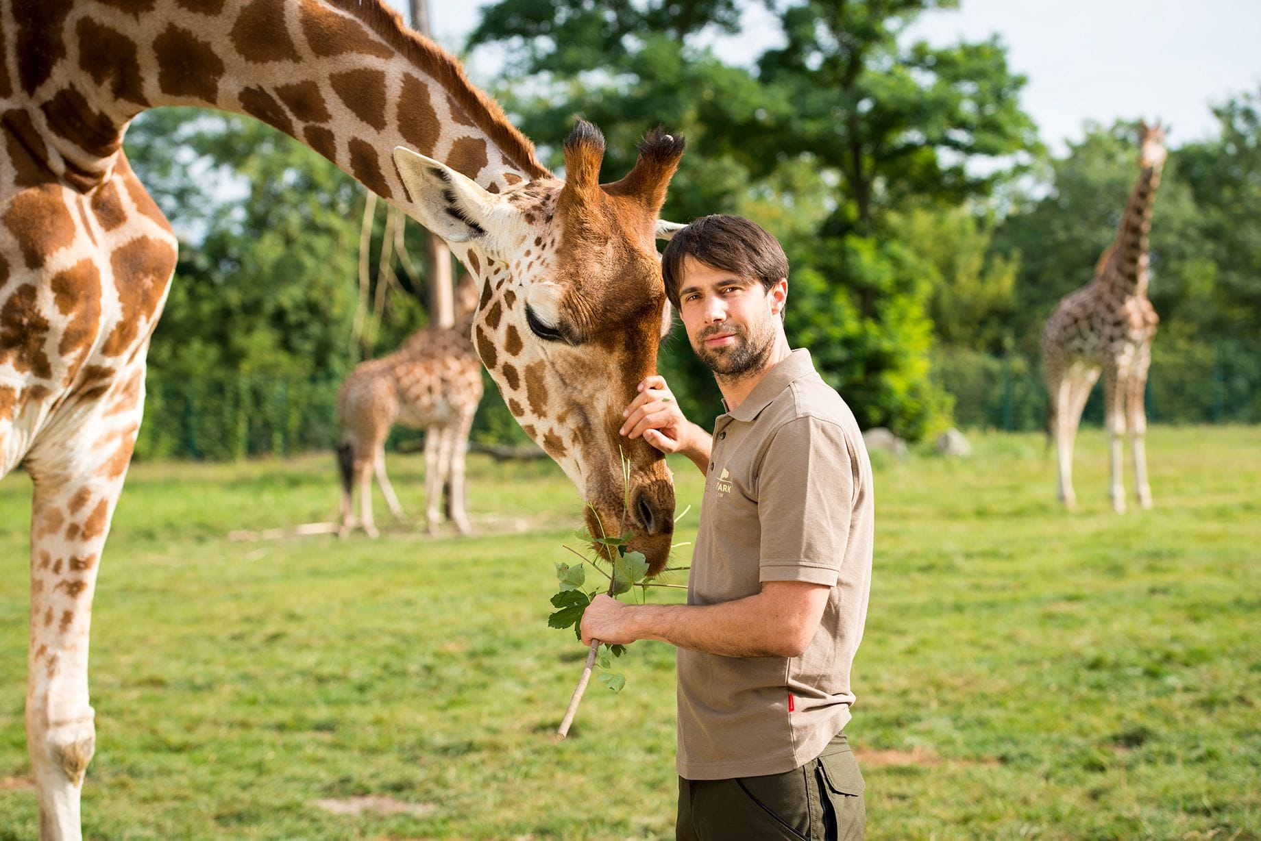 Kurator Dr. Florian Sicks füttert eine Rothschild-Giraffe.