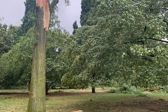 Der Kölner Stadtgarten: Elf Bäume müssen gefällt werden.