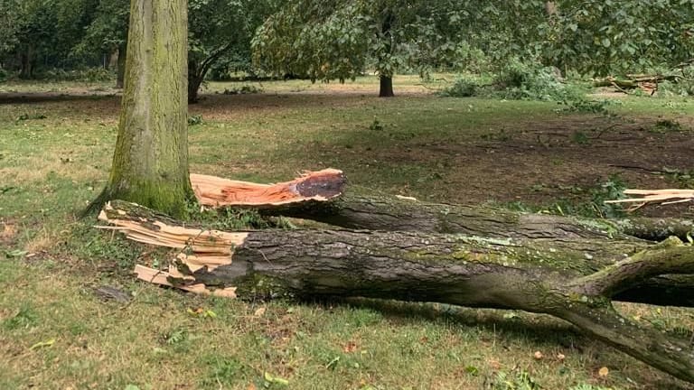 Der Kölner Stadtgarten: Elf Bäume müssen gefällt werden.