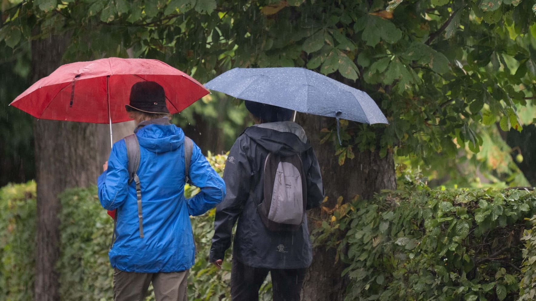 Wetter, Regen, Sachsen, Moritzburg, Sommer