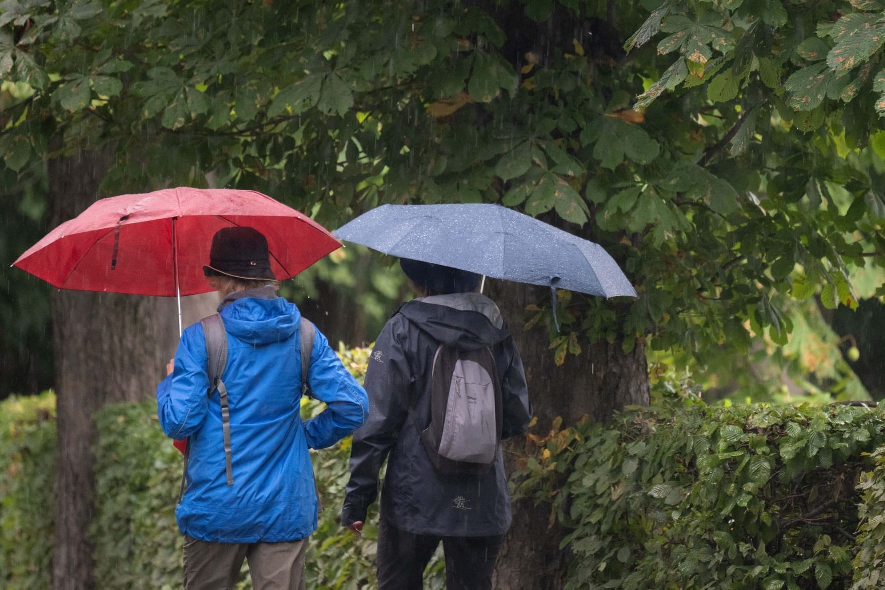 Wetter, Regen, Sachsen, Moritzburg, Sommer