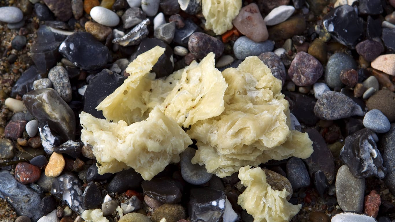 Helle Klumpen: Paraffin am Strand kann zur Gefahr werden – für Mensch und Tier.
