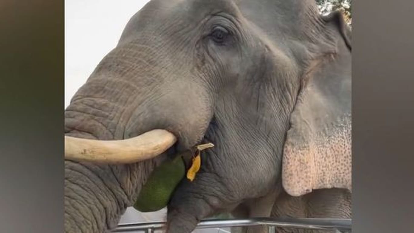 Elefant stoppt Pickup und langt zu