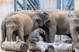 Die Elefantenanlage im Kölner Zoo: Die kleine asiatische Elefantenkuh „Sarinya“.