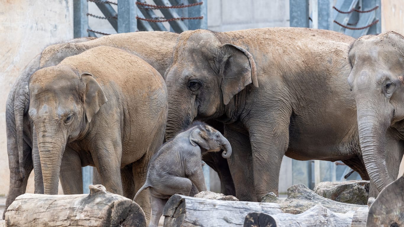 Die Elefantenanlage im Kölner Zoo: Die kleine asiatische Elefantenkuh „Sarinya“.