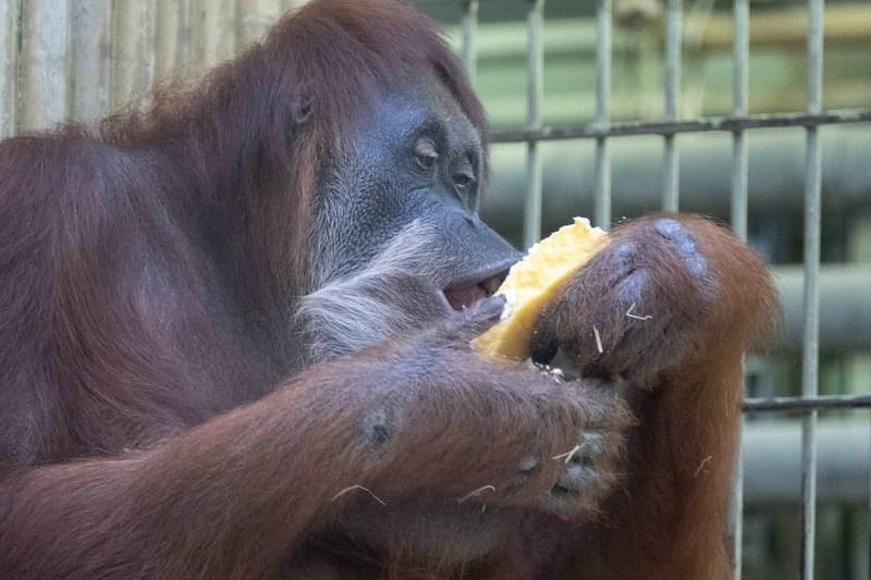 Das Orang-Utan-Weibchen Djudi sitzt im Zoo Dresden in ihrem Gehege und frisst einen Kuchen. Anlass ist der 50. Geburtstag des Orang-Utan-Weibchen.