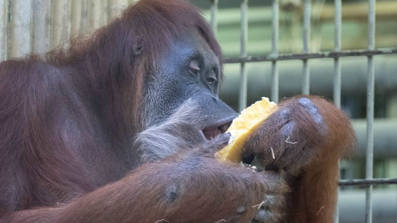 Das Orang-Utan-Weibchen Djudi sitzt im Zoo Dresden in ihrem Gehege und frisst einen Kuchen. Anlass ist der 50. Geburtstag des Orang-Utan-Weibchen.