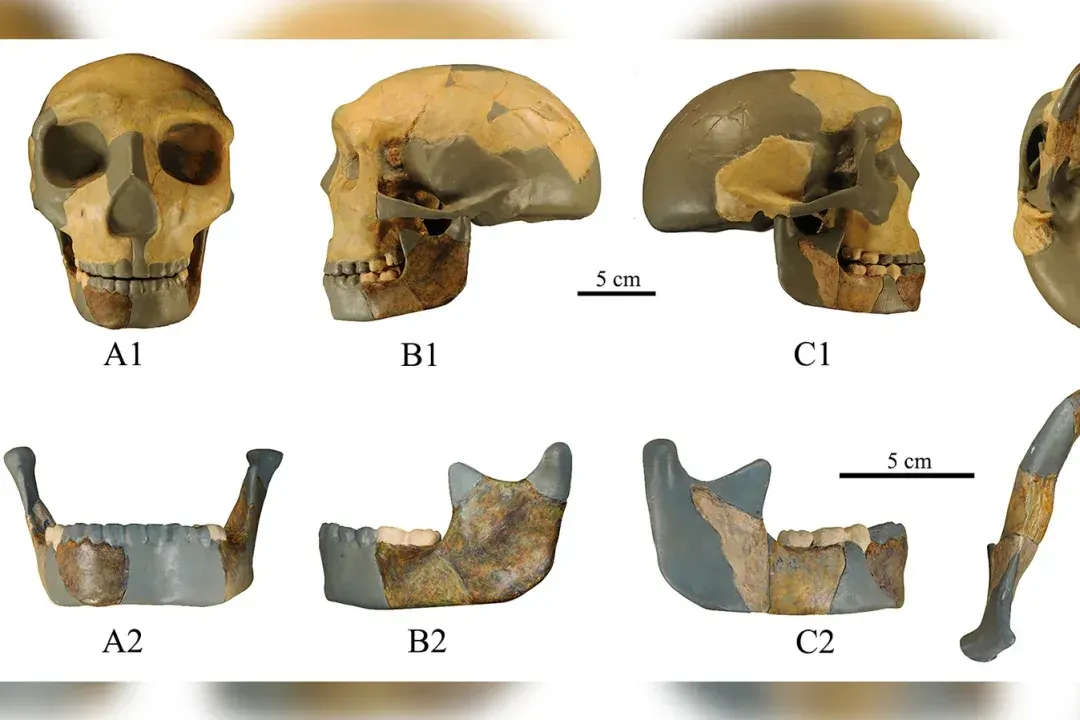 Skull of the ancient hominin from China.