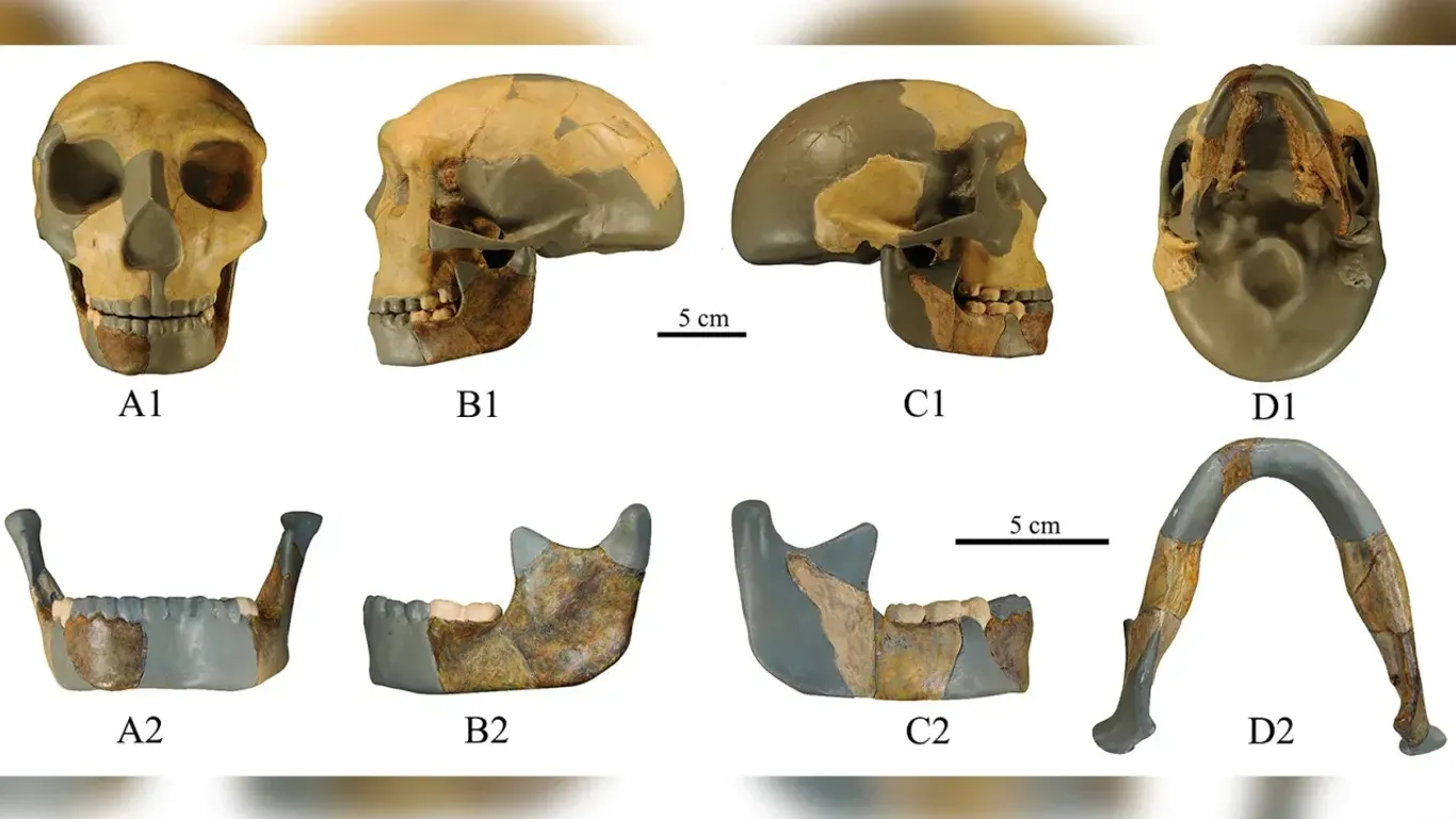 Skull of the ancient hominin from China.