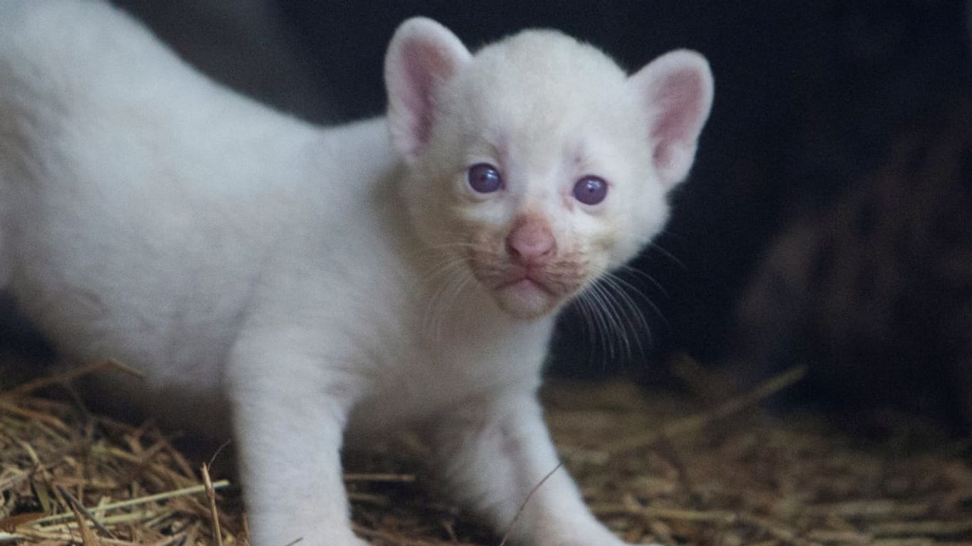 Das einmonatige Puma-Baby ist ein seltenes Albino-Exemplar.
