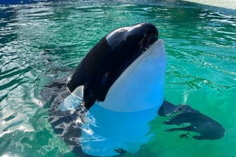 Orca Lolita: In den kommenden Monaten sollte der Killerwal eigentlich freigelassen werden.