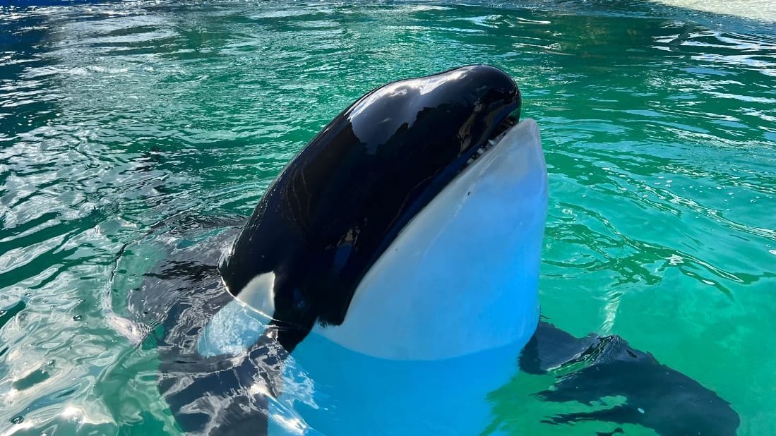 Orca Lolita: In den kommenden Monaten sollte der Killerwal eigentlich freigelassen werden.