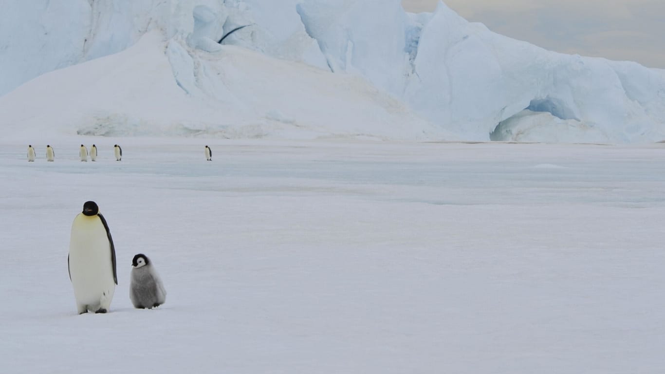 Ein Kaiser-Pinguin mit einem Küken: Die Tierart ist vom Aussterben bedroht.