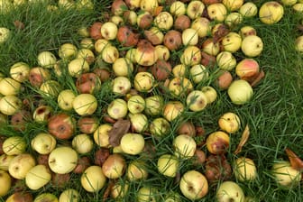 Überreife Äpfel als Fallobst auf einer Wiese im Herbst: Ob die einzelnen Früchte noch genießbar sind, muss man gründlich prüfen.