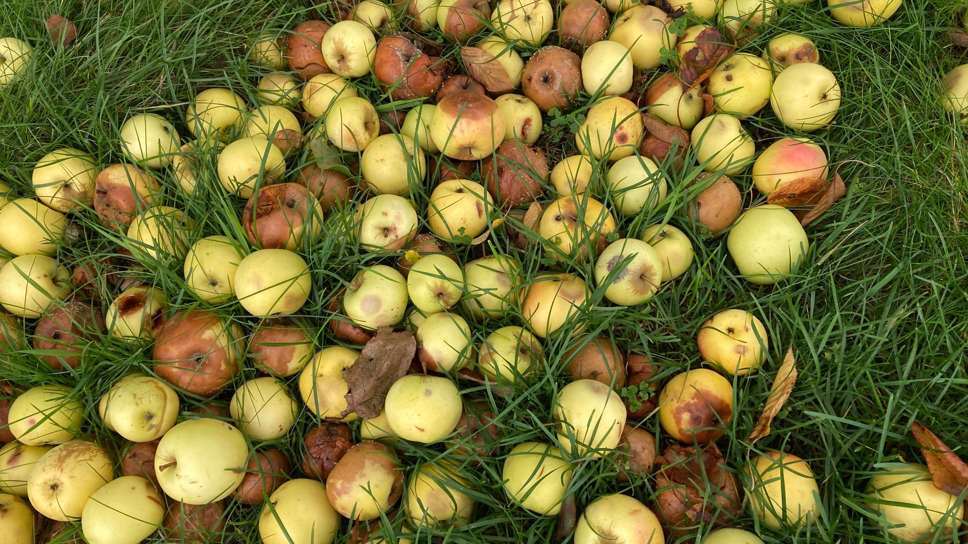 Überreife Äpfel als Fallobst auf einer Wiese im Herbst: Ob die einzelnen Früchte noch genießbar sind, muss man gründlich prüfen.