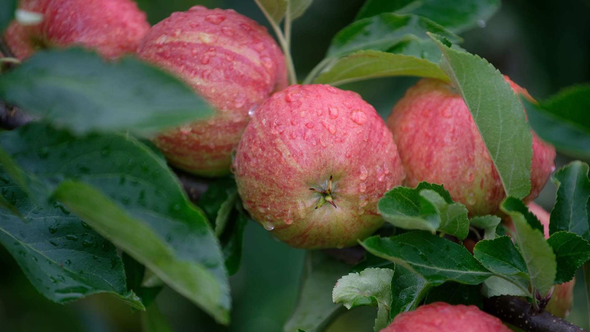 Obstbauern erwarten gute Apfelernte