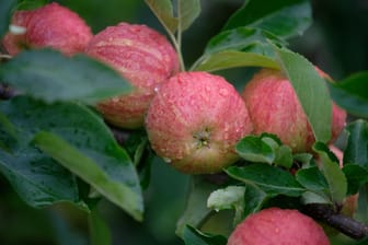 Obstbauern erwarten gute Apfelernte