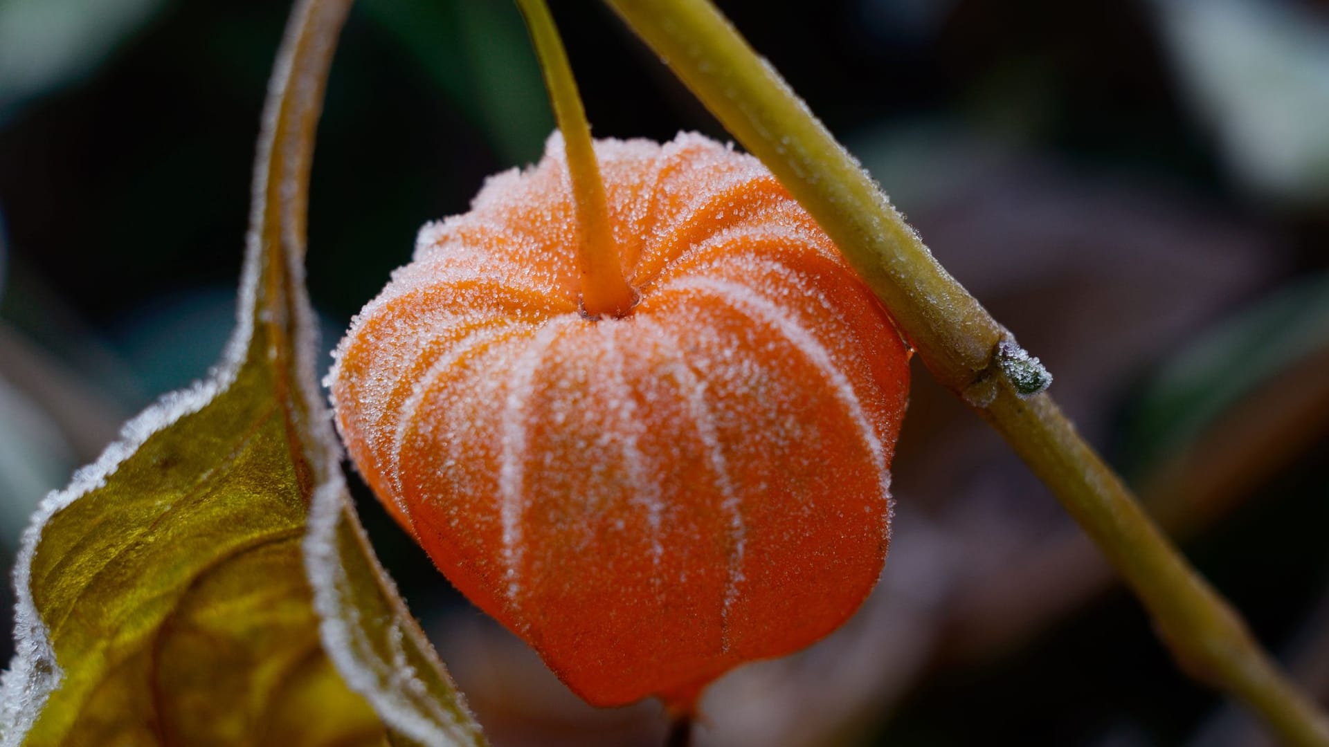 Bei drohendem Frost sollten Physalis schnell ins Winterquartier umziehen.