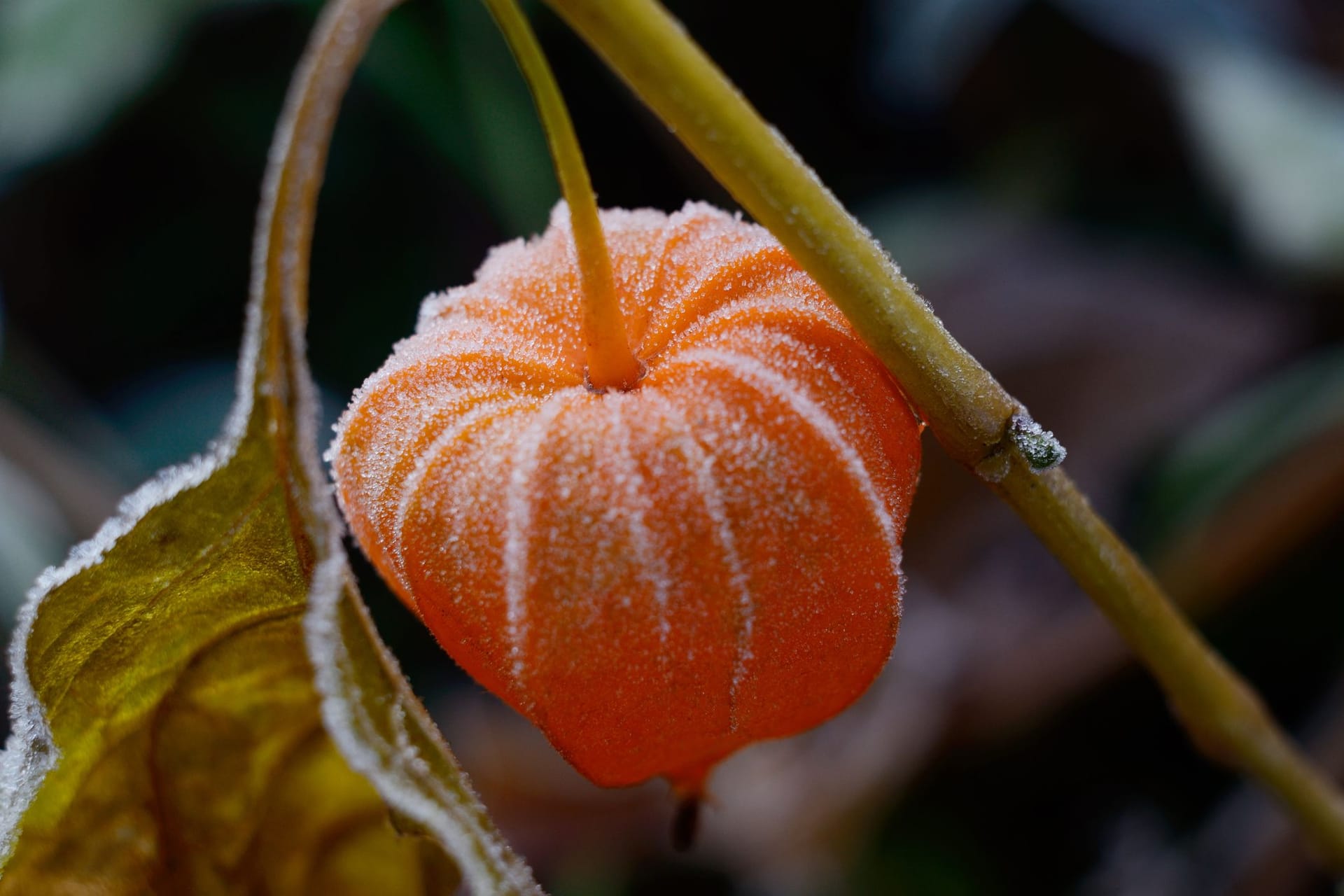 Bei drohendem Frost sollten Physalis schnell ins Winterquartier umziehen.