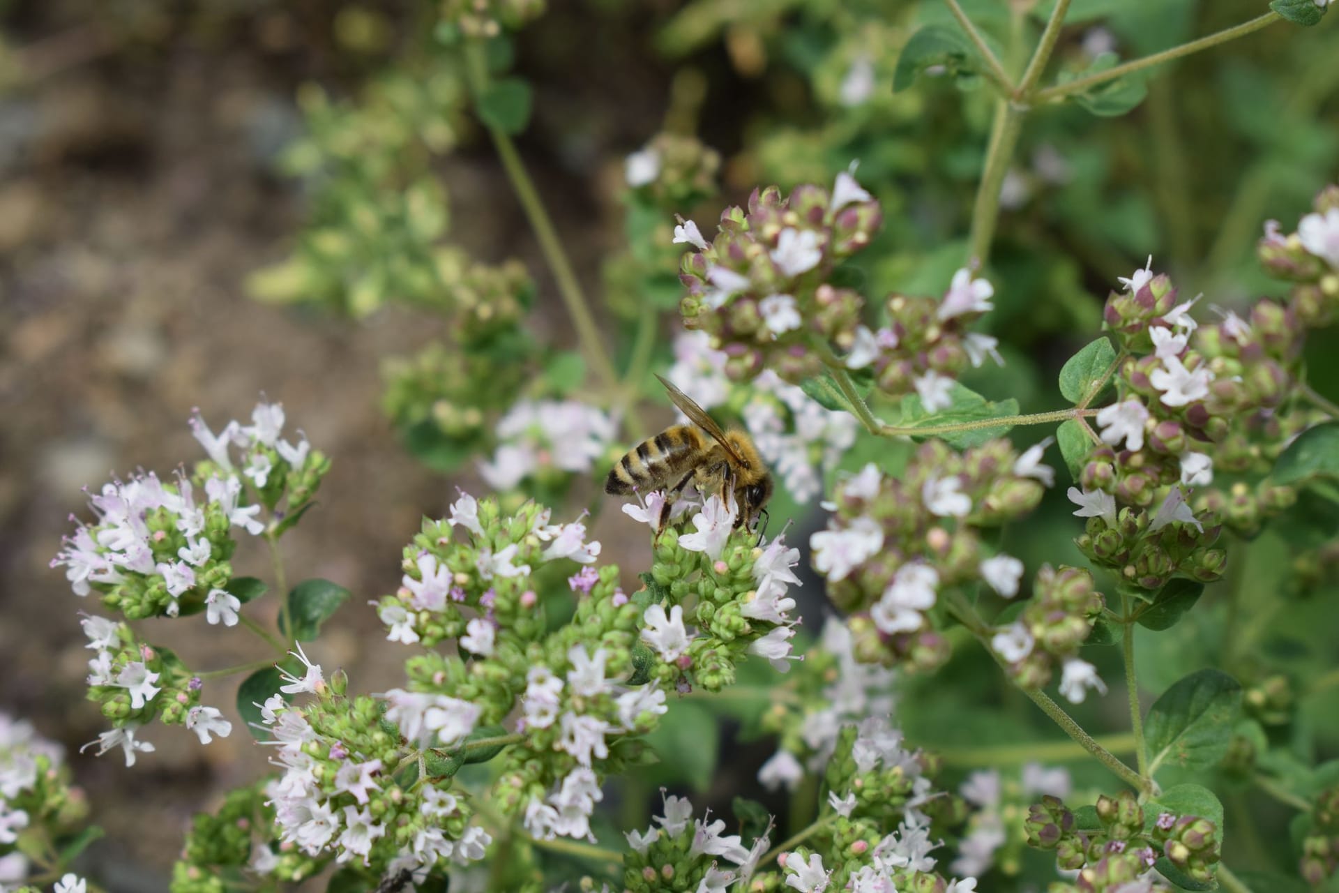 Während seiner Blütezeit zieht Oregano Insekten geradezu magisch in seinen Bann.