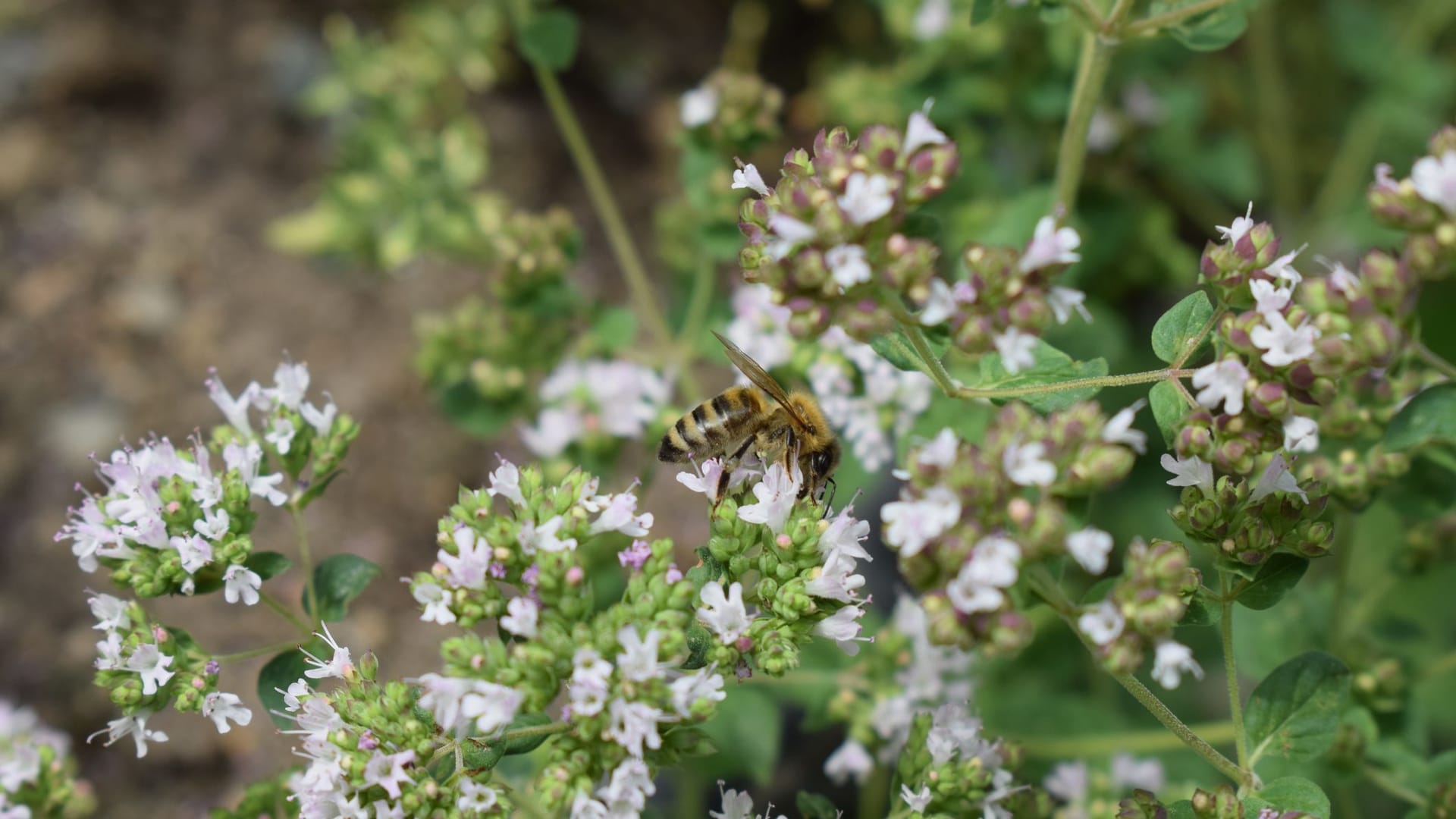 Während seiner Blütezeit zieht Oregano Insekten geradezu magisch in seinen Bann.