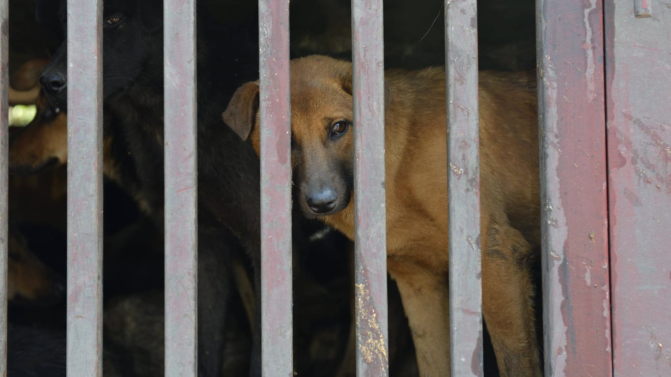 Retter befreiten knapp 140 Hunde und Katzen aus schlimmsten Verhältnissen. (Symbol)