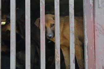 Retter befreiten knapp 140 Hunde und Katzen aus schlimmsten Verhältnissen. (Symbol)