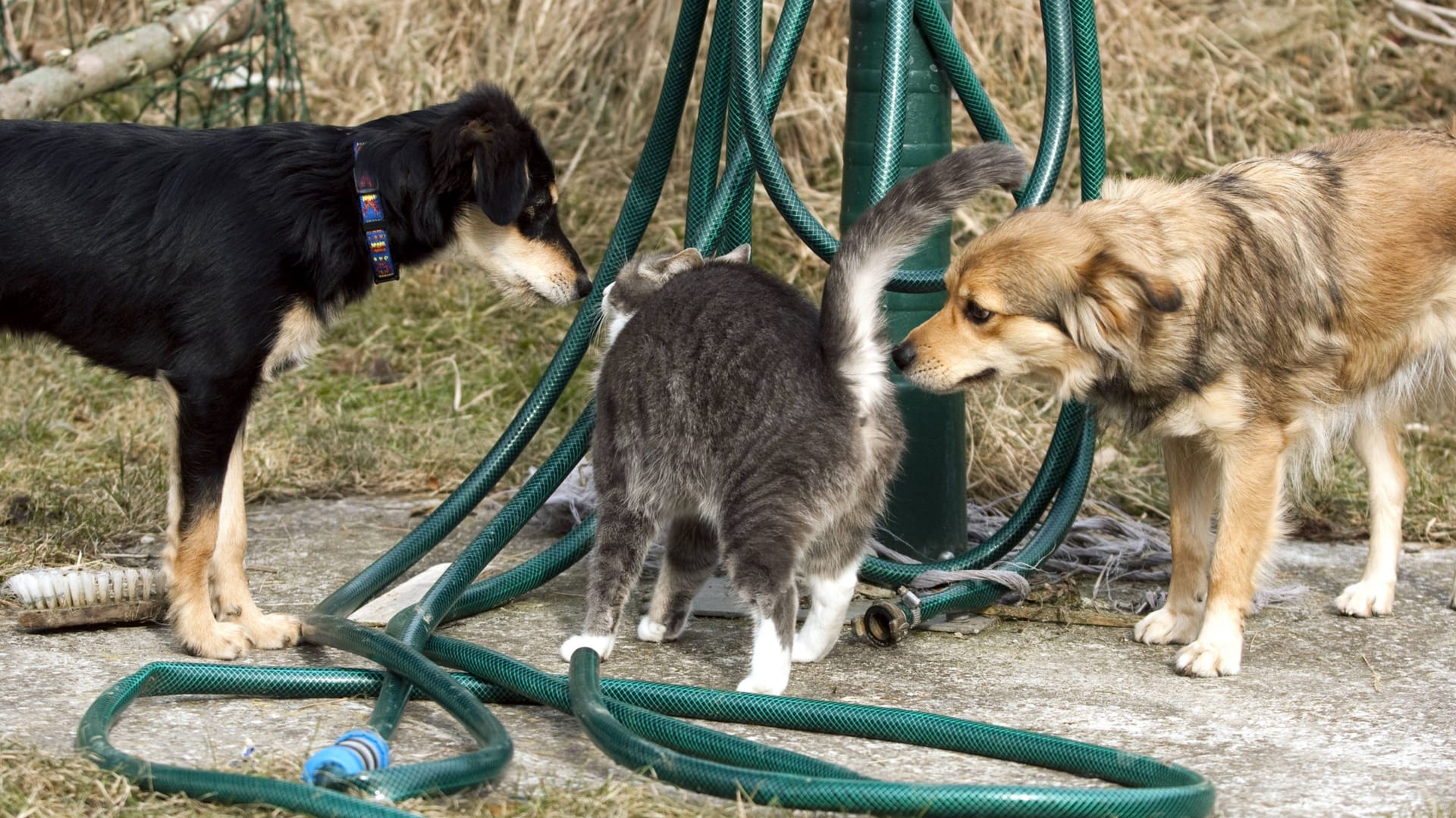 Eine Katze ist von zwei Hunden umzingelt (Symbolbild): Die Tiere waren nicht angeleint. Eine Katze ist von zwei Hunden umzingelt (Symbolbild): Die Tiere waren nicht angeleint.