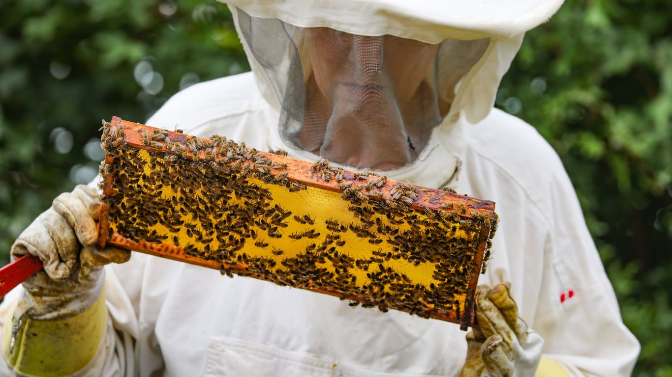 Imker mit seinen Bienen (Archivfoto): Ein Fund in Lichtenberg alarmiert Naturschützer.