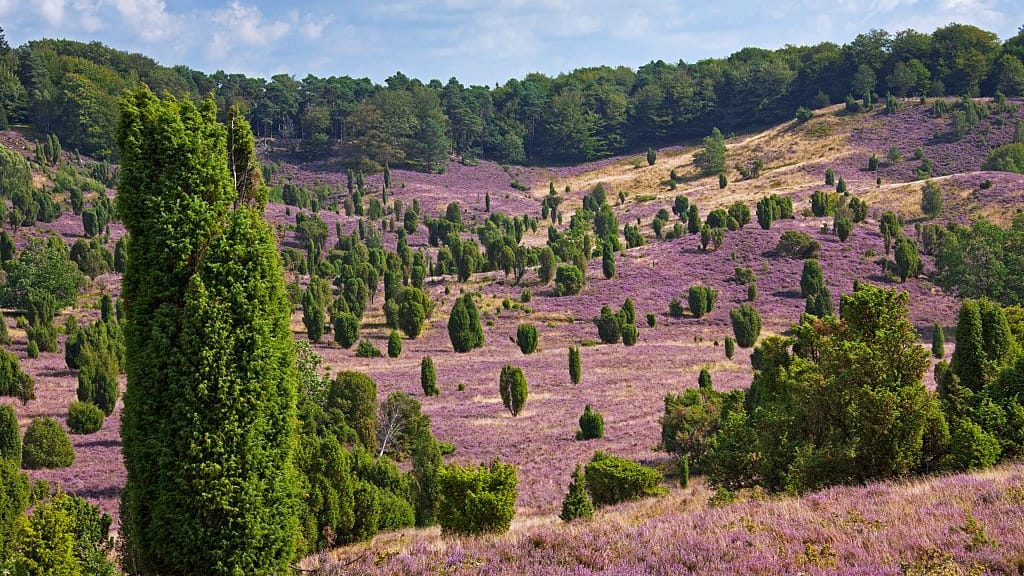 Lüneburger Heide: Hier blüht es ähnlich schön wie in der Provence.