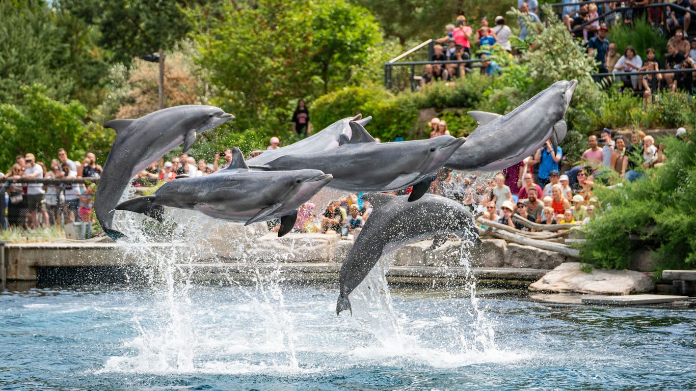 Im Tiergarten Nürnberg kann man Kunststückchen von Delfinen aus nächster Nähe bewundern.