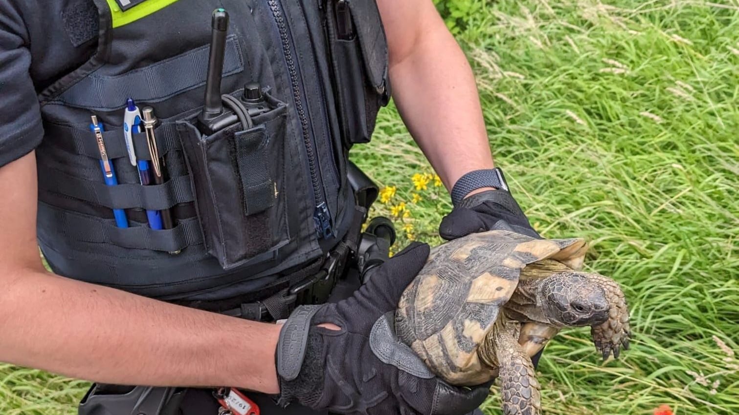 Beamte brachten die Schildkröte in Sicherheit.
