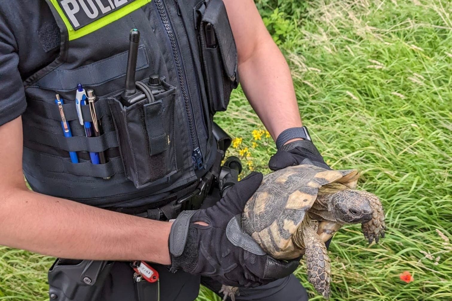 Beamte brachten die Schildkröte in Sicherheit.
