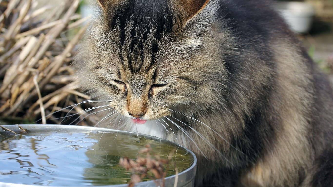 Genug zu Trinken: Damit eine Katze hydriert bleibt, können Trinkstellen auf den üblichen Routen des Tiers verteilt werden.