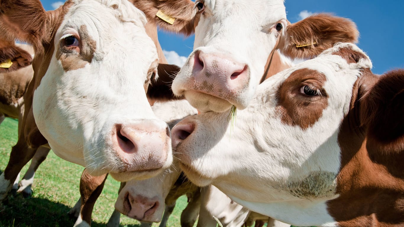 Mehrere Kühe stehen auf einer Weide (Symbolbild): Die große Frage ist, wer für den entstandenen Schaden durch die Tiere haftet.