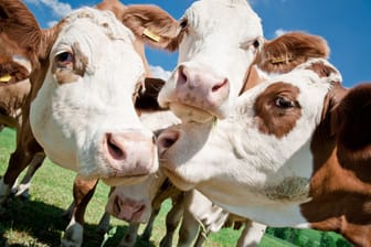 Mehrere Kühe stehen auf einer Weide (Symbolbild): Die große Frage ist, wer für den entstandenen Schaden durch die Tiere haftet.