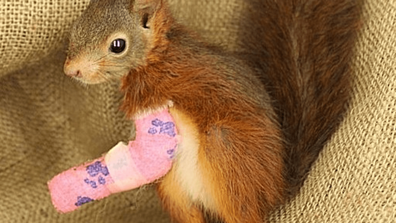 Ein verletztes Eichhörnchen mit einem Verband am Arm: Wie man Tieren in Not retten kann, verrät ein Verein.